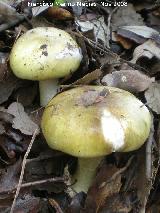 Hongo de la muerte - Amanita phalloides. 