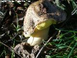 Boleto dulzn - Boletus impulitus. 