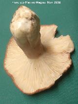 Lactario rugoso - Lactarius rugatus. 