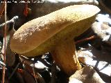 Boleto lindo - Leccinum lepidum. 