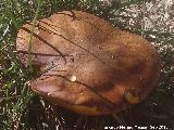 Boleto lindo - Leccinum lepidum. 