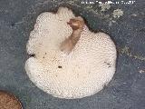 Poliporo articulado - Polyporus arcularius. 