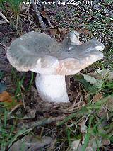 Seta de cura - Russula virescens. 