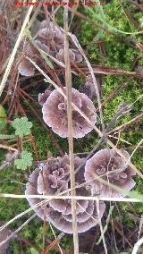 Telefora - Thelephora caryophillea. 