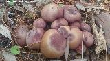 Tricoloma rutilante - Tricholomopsis rutilans. 