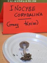 Inocybe corydalina - Inocybe corydalina. Navas de San Juan