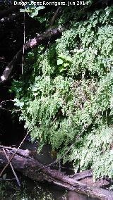 Culantrillo de pozo - Adiantum capillus-veneris. Arroyo de los Pozos - beda