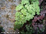 Culantrillo de pozo - Adiantum capillus-veneris. Villanueva de las Torres