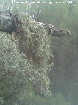 Liquen pelusa - Ramalina farinacea. El Vaquerizo - Castellar