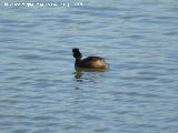 P�jaro Zampull�n cuellinegro - Podiceps nigricollis. Laguna Dulce - Campillos