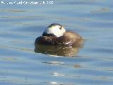P�jaro Mavas�a cabeciblanca - Oxyura leucocephala. Laguna Dulce - Campillos