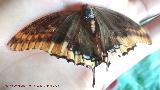 Mariposa del madroo - Charaxes jasius. Navas de San Juan