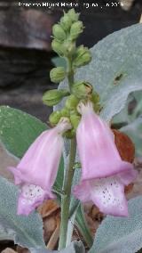 Dedalera - Digitalis purpurea. Poyos de la Cimbarra - Aldeaquemada