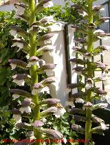 Acanto - Acanthus mollis. Navas de San Juan