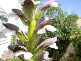 Acanto - Acanthus mollis. Navas de San Juan