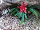 Guzmania estrella escarlata - Guzmania lingulata. Cerro de Cao Quebrado - Jan