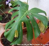 Costilla de Adn - Monstera deliciosa. Navas de San Juan