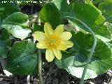 Celidonia menor - Ranunculus ficaria. La Cerradura - Los Villares