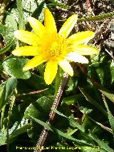 Celidonia menor - Ranunculus ficaria. El Quejigal de San Bartolom - beda