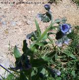 Lengua de perro - Cynoglossum creticum. Jan