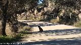 Lince ibrico - Lynx pardinus. Zarzalejo - Andjar