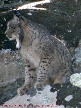 Lince ibrico - Lynx pardinus. Zarzalejo - Andjar