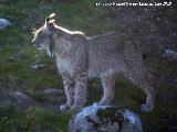 Lince ibrico - Lynx pardinus. Zarzalejo - Andjar