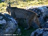 Lince ibrico - Lynx pardinus. Zarzalejo - Andjar