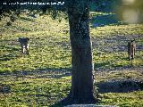 Lince ibrico - Lynx pardinus. Zarzalejo - Andjar