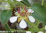 Pirutano - Pyrus bourgaeana. Flor y hojas