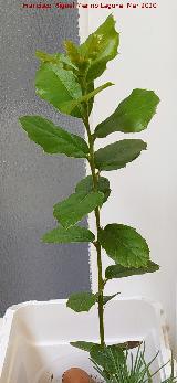 Alcornoque - Quercus suber. Los Villares