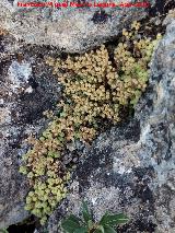 Sedo rojo - Sedum rubrotinctum. Lancha de la Escalera - Villacarrillo