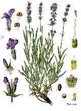 Espliego - Lavandula angustifolia. 