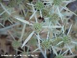 Cardo corredor - Eryngium campestre. Los Villares