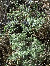 Cardo corredor - Eryngium campestre. Los Caones - Los Villares