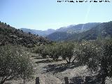 Ventisqueros. Al fondo nevado