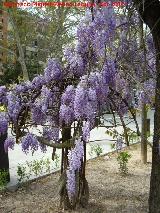 Glicinia japonesa - Wisteria floribunda. Linares