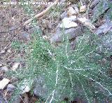 Esparraguera blanca - Asparagus albus. Jan