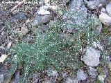 Esparraguera blanca - Asparagus albus. Jan