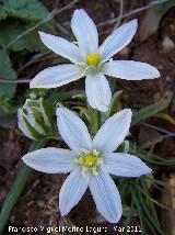 Estrella de Beln - Ornithogalum orthophyllum. La Mella - Jan