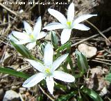 Estrella de Beln - Ornithogalum orthophyllum. Jan