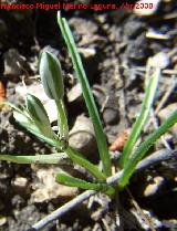 Estrella de Beln - Ornithogalum orthophyllum. Jan