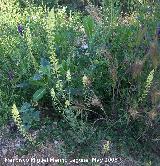 Gualdn - Reseda lutea. Navas de San Juan