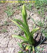 Cebolla albarrana - Urginea maritima. Jan