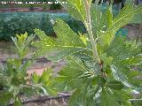 Acerolo - Crataegus azarolus. Valdepeas de Jan