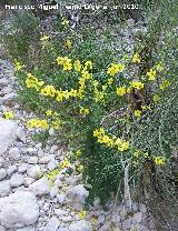 Tientayernos - Verbascum sinuatum. Arroyo Padilla - Jan