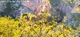 Ca�aheja - Ferula communis. La Veleta - Los Villares
