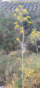 Ca�aheja - Ferula communis. Cerro Toledo - Los Villares