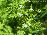 Bardanilla - Torilis arvensis. Jan