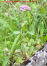 Alfeique andaluz - Centranthus macrosiphon. Cerro Veleta - Jan